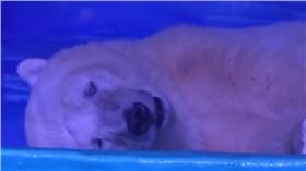 北極熊,https://www.facebook.com/849122588493300/videos/1103174919754731/