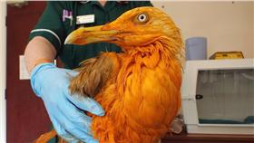 橘色海鷗／翻攝自Vale Wildlife Hospital & Rehabilitation Centre (Vale Wildlife Rescue)