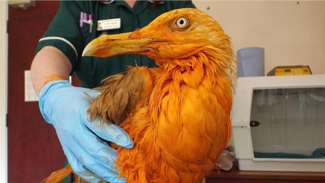 太餓掉進咖哩鍋裡　海鷗染成「鳳凰」