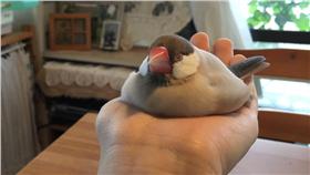 超可愛文鳥/翻攝自推特chico_nushi