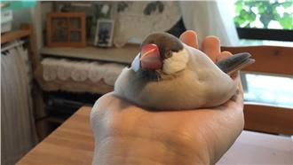 小文鳥變「冰淇淋」　模樣萌翻上萬網