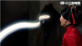 戲說台灣歪頭白元帥