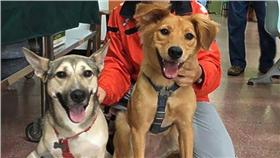 毛小孩,輸血  圖/翻攝自屏東科技大學獸醫輸血醫學中心臉書