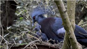 台北市立動物園13日表示，園內的維多利亞冠鴿「威廉」和「凱特」，今年生殖季辛苦產了3窩蛋，終於成功孵化出1隻小冠鴿，由於還不知道小冠鴿的性別，所以暫時還沒有取名字。（台北市立動物園提供）中央社記者顧荃傳真  105年6月13日