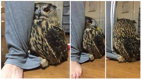 貓頭鷹 圖/翻攝自谷やんTwitter