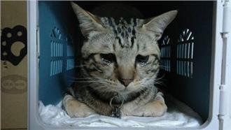 蛋蛋の哀傷～喵星人結紮後哭哭！