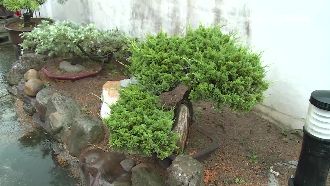 雅石盆栽太重　竊賊兩度光顧才偷走