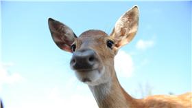 梅花鹿 圖/翻攝自鹿境 Paradise Of Deer臉書