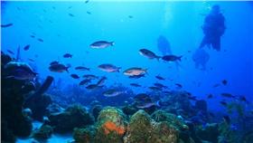 潛水、海洋、魚（Flickr/LASZLO ILYES）
https://goo.gl/h1TiDp