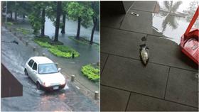 新竹護城河 爆料公社