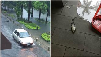 暴雨淹新竹護城河！水中魚兒游上岸