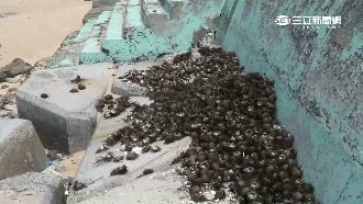 馬糞海膽吃不夠？澎湖驚見紫海膽墳場