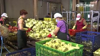 豪雨農損逾24億　沙雕作品半數毀損