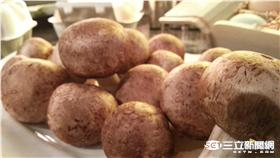 讓蛋黃哥不喊累的方式　香檳茸大揭密！