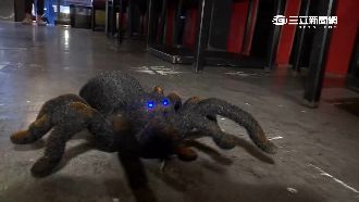 吃飯驚見「黑毛怪」　士林牛排店嚇客