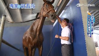 奧運級馬術啟蒙教練　莊智生幫馬美甲