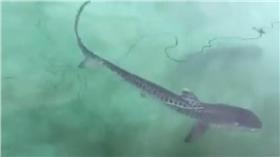 虎鯊,鯊魚,https://www.facebook.com/yuanshing.ho