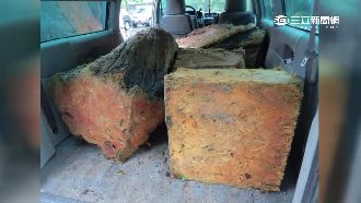 山老鼠盜採7百公斤扁柏　警雨中逮人