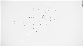 美國 佛羅里達 槍擊案追悼會 49隻小鳥現身 與罹難人數相同 翻攝自CNN