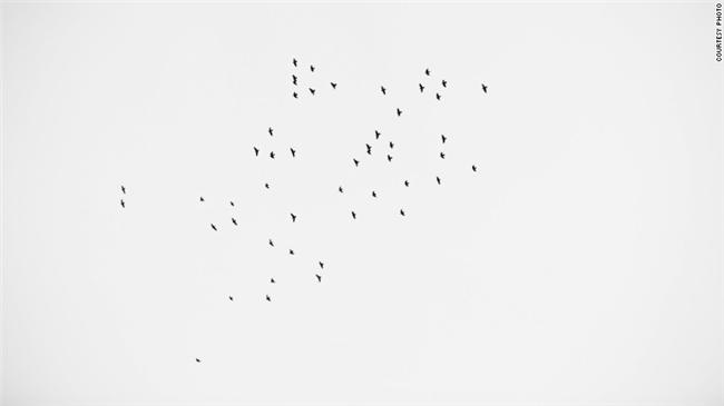 是你們？49隻鳥現身佛州槍擊追悼會