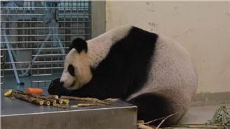 「圓圓」活力食慾降　圓仔可望添弟妹