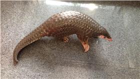 穿山甲_中央社