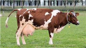 蘭姆酒吐司／誰說牛打荷爾蒙會分泌牛奶？