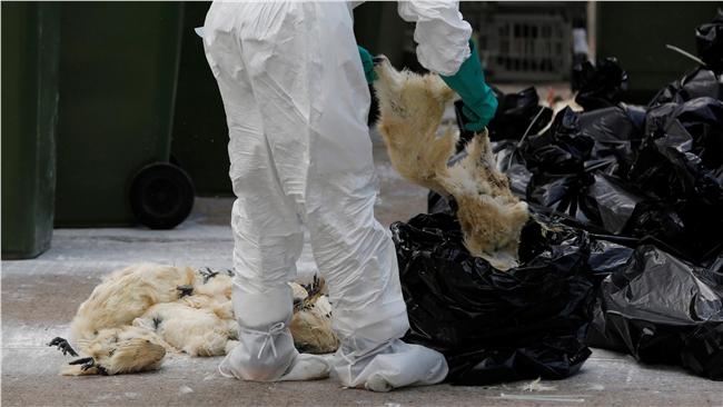陸發現H7N9病毒變異株　影響是…