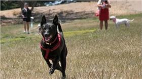 土狗（flickr，ilovemytank )