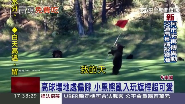 小黑熊亂入高球場！不怕驅趕還偷啤酒
