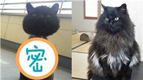 貓,https://twitter.com/kohaku_komugi