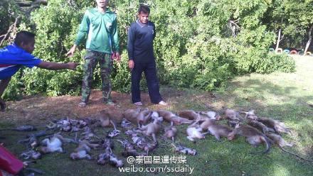 大樹連根倒下　40多隻猴子慘遭壓死