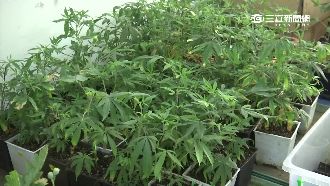 家藏大麻花園！自刎美籍男稱有躁鬱症