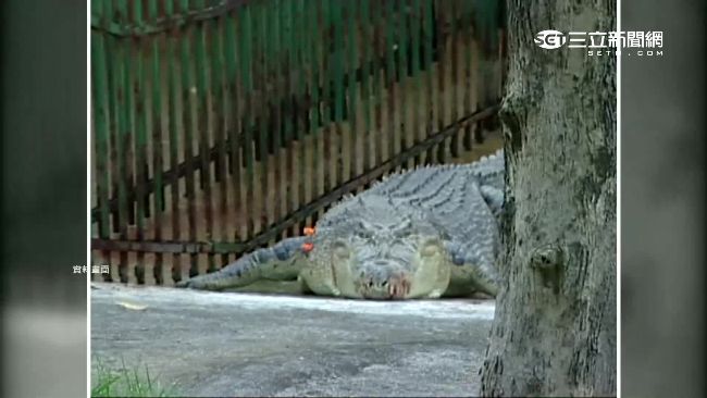 深怕斷手夢魘再現　壽山動物園超小心