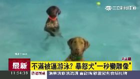 最萌拒泳狗1100.