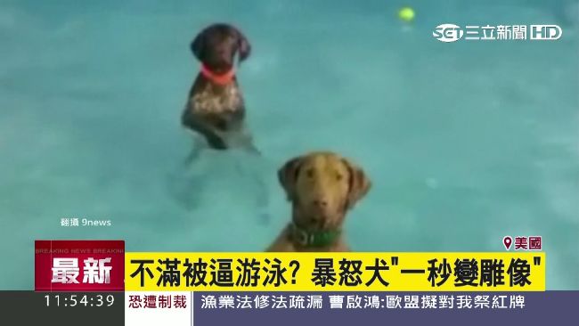 下水池瞬間石化　美汪星人萌樣超逗趣