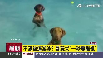 下水池瞬間石化　美汪星人萌樣超逗趣