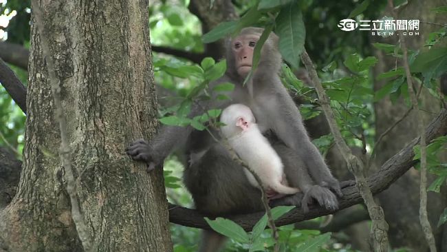白子小獼猴雲林現蹤　萌度爆表引人潮