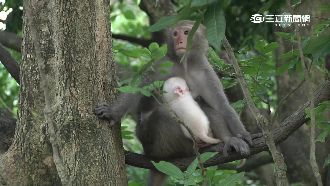 白子小獼猴雲林現蹤　萌度爆表引人潮