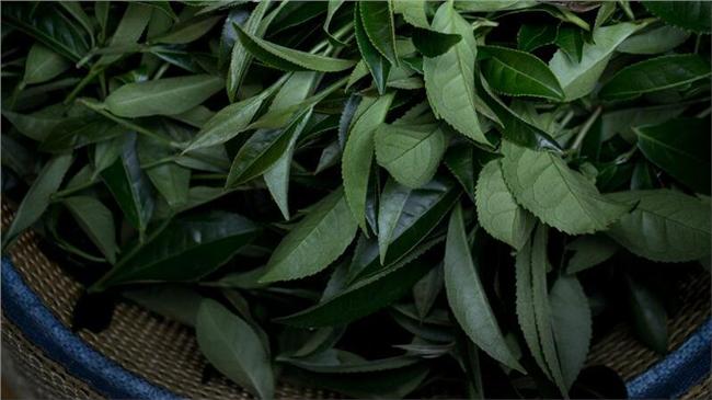 愛上台灣茶，老外開啟茶文創