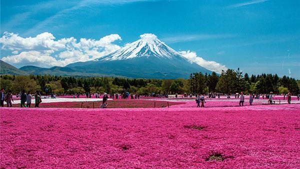 一張票教你翻玩東京近郊3大世界遺產
