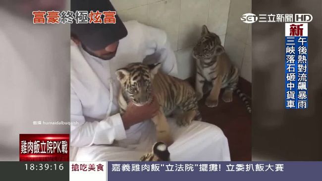 炫富新境界！中東土豪買豹當寵物