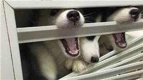 狗,哈士奇,http://www.weibo.com/1779489253/DA5JnyTXR?type=comment#_rnd1466229596750