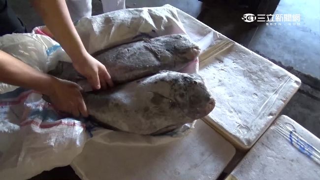 走私隆頭鸚哥魚　業者：不知是保育類