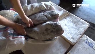 走私隆頭鸚哥魚　業者：不知是保育類