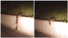 浣熊(Chris Williams 臉書)