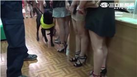 緝毒犬近身聞酒店妹 台中百員警力緝毒