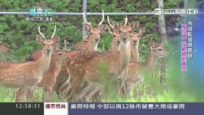 從絕跡到重生　收容人成功復育梅花鹿