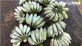 張善書臉書。（翻攝張善政臉書）