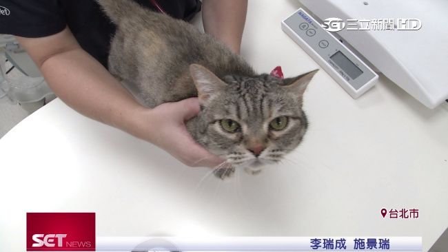 癌成高齡寵物首要死因　增免疫避復發